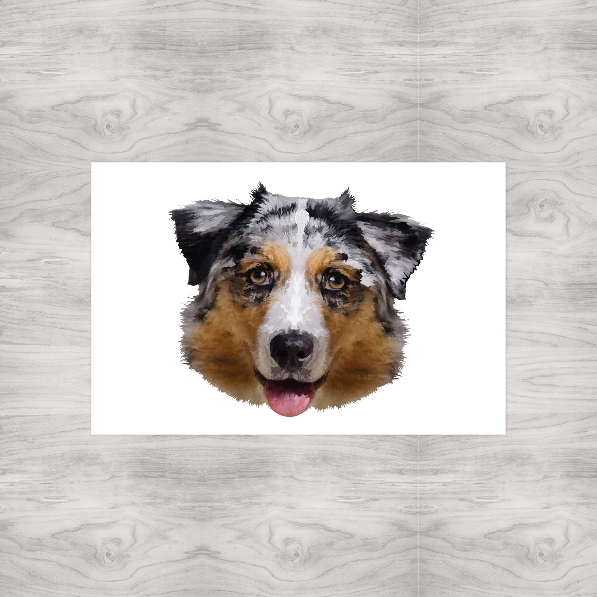 Australian Shepard Portrait