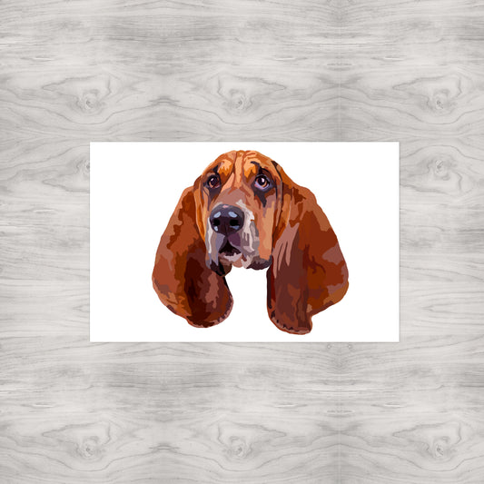 Basset Hound Portrait