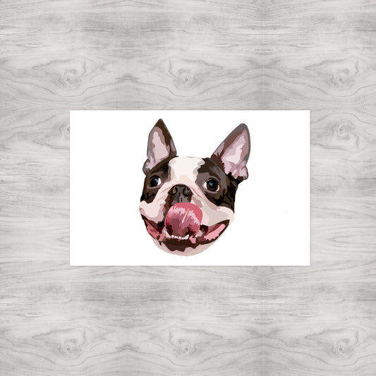 Boston Terrier Portrait