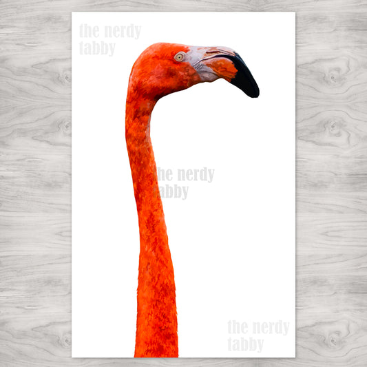 Flamingo Portrait